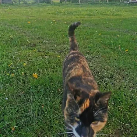 Appartement Catstone 2 *