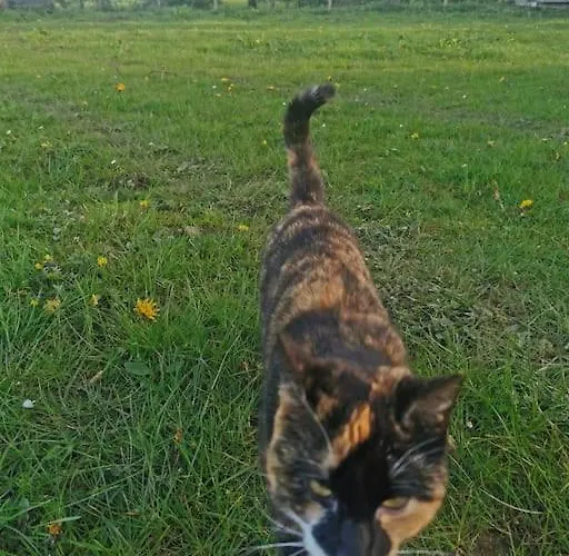 Апартаменты Catstone 2 *